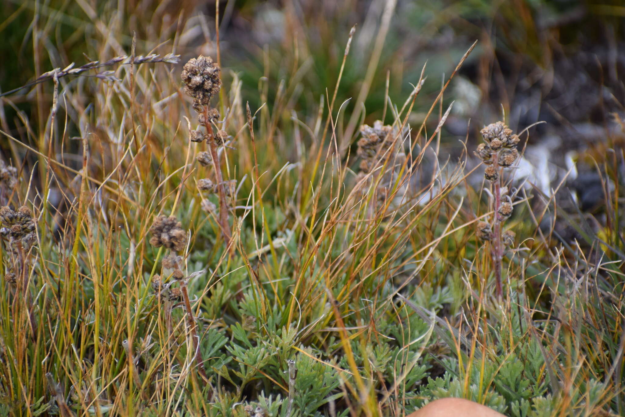 Image of forked wormwood