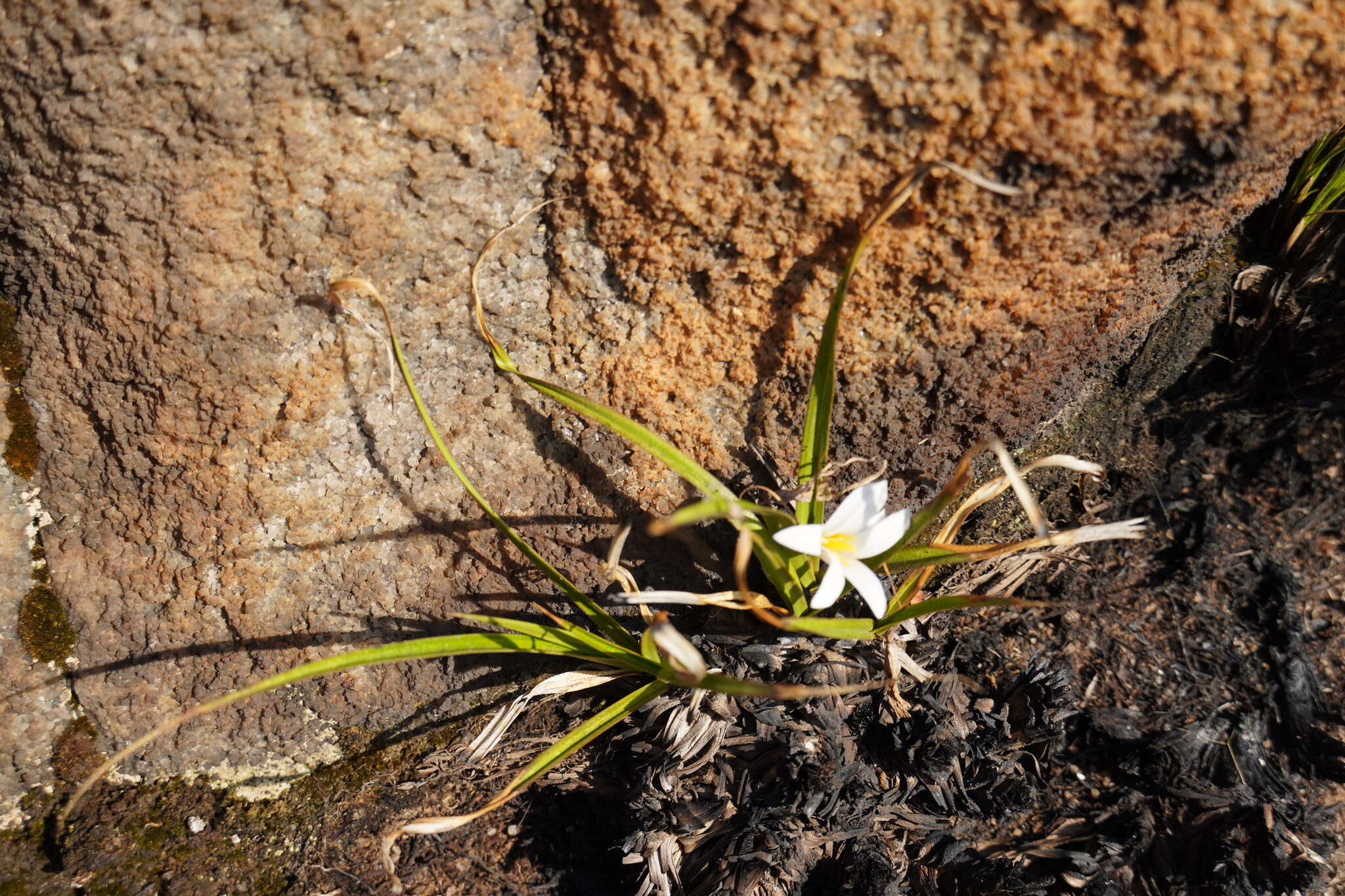 Image of Xerophyta adendorffii Behnke