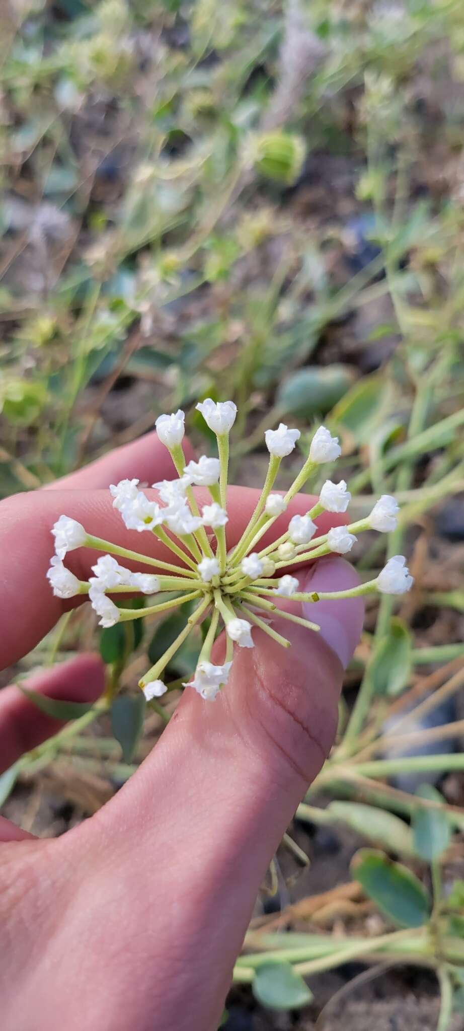 Image of white sand verbena