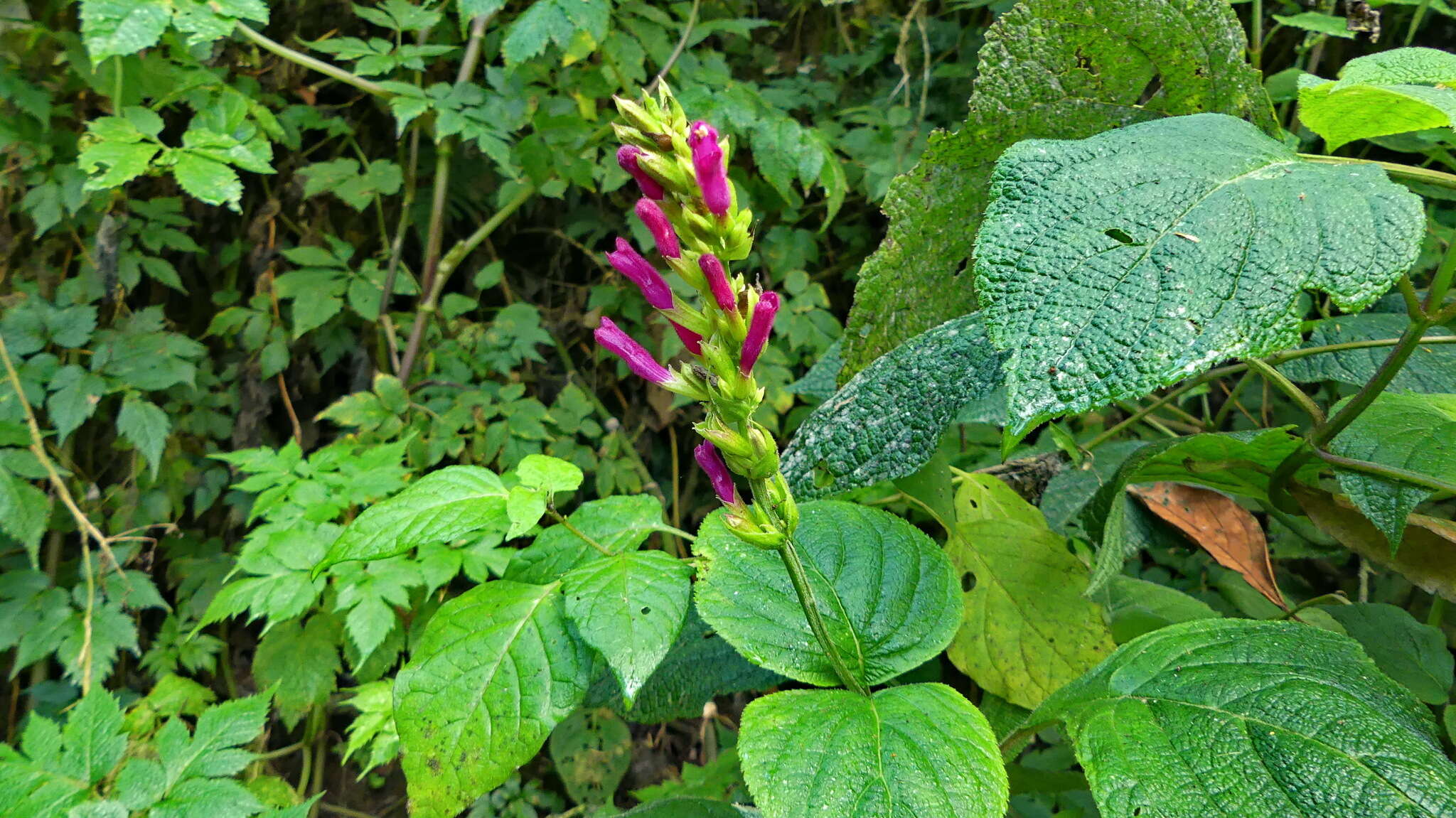 Image of Salvia nervata M. Martens & Galeotti