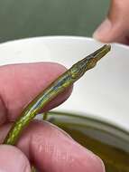 Image of Straightnose Pipefish