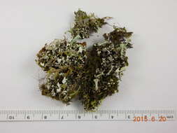 Image of Mealy Pixie-cup Lichen