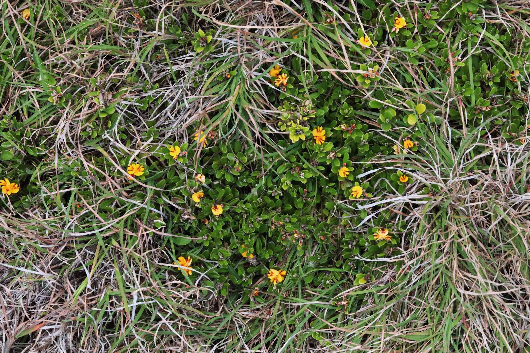 Слика од Pultenaea myrtoides Benth.