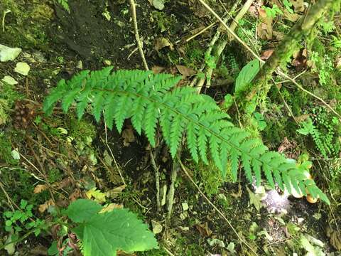 Imagem de Polystichum aculeatum (L.) Roth