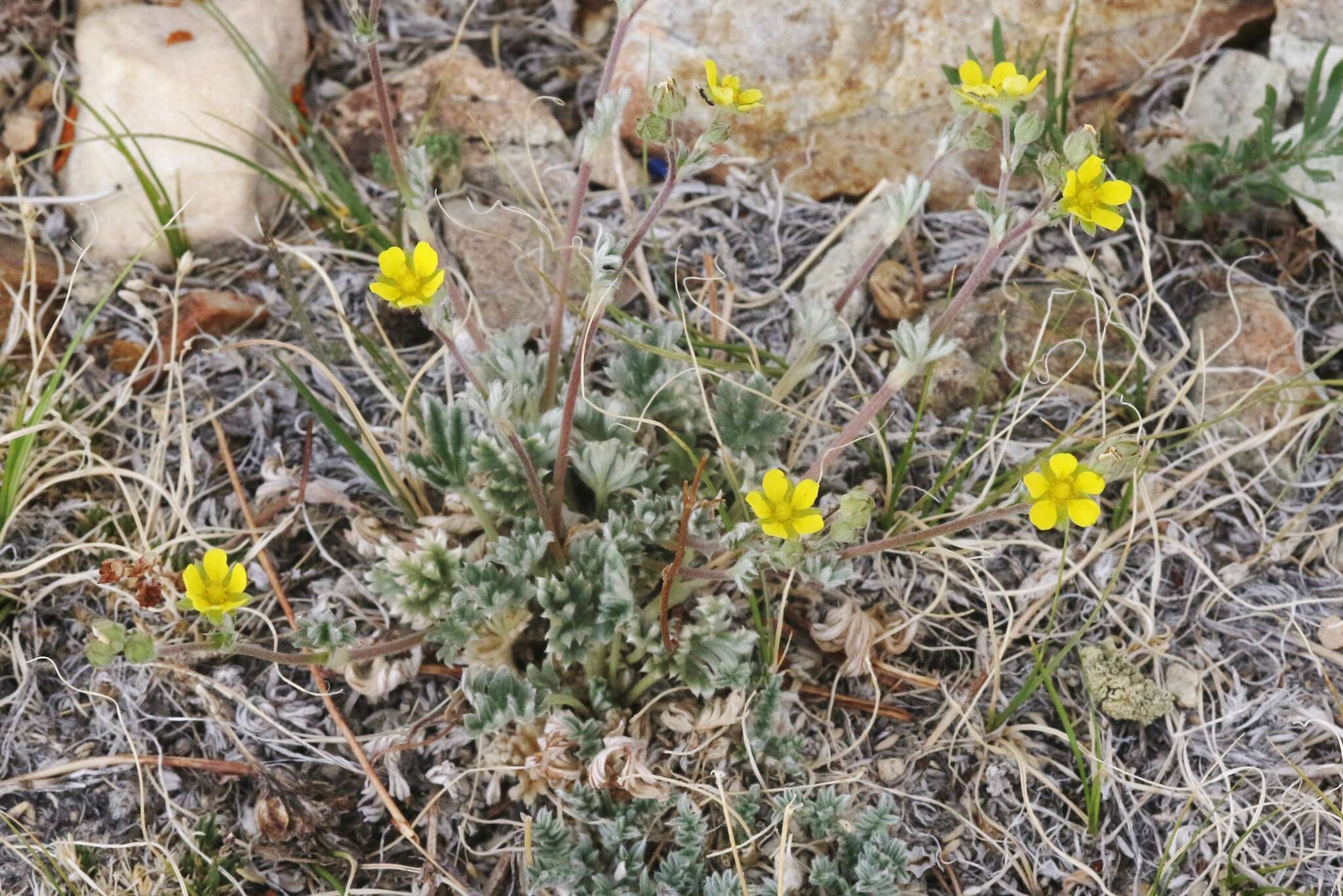 Image of silky cinquefoil