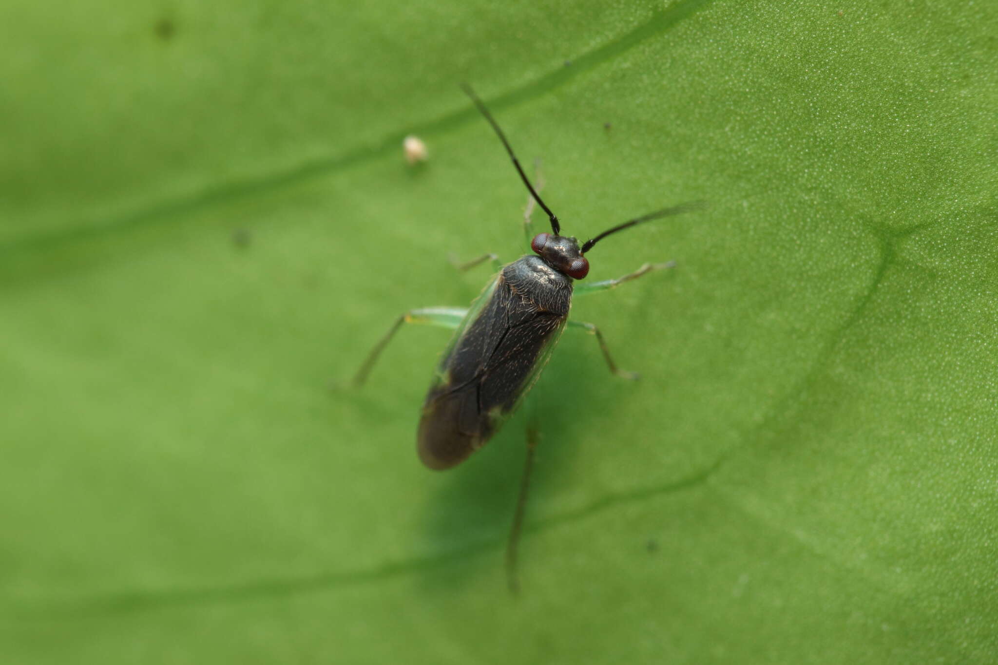 Image de Orthotylus hedyoti Polhemus 2002