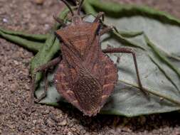 صورة Acroelytrum muricatum Mayr 1865