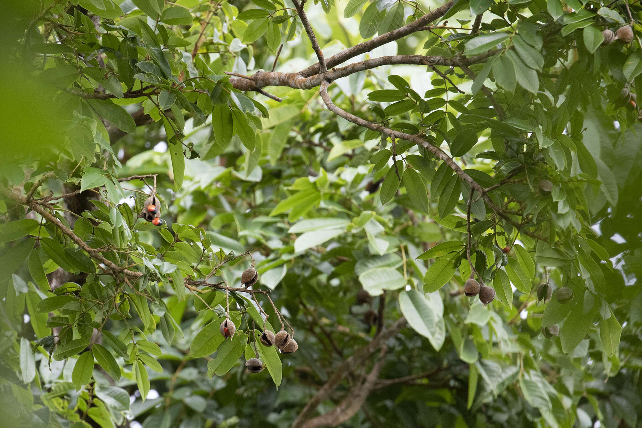 Image of Ormosia monosperma (Sw.) Urb.