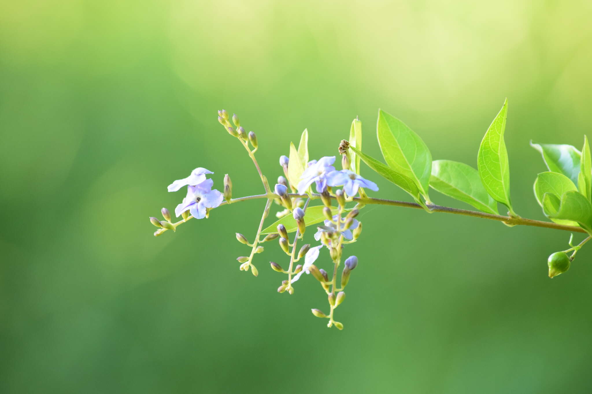 Duranta erecta L. resmi