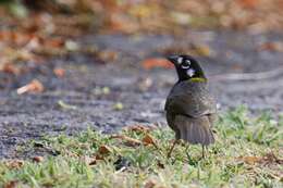 Image of White-eared Ground Sparrow