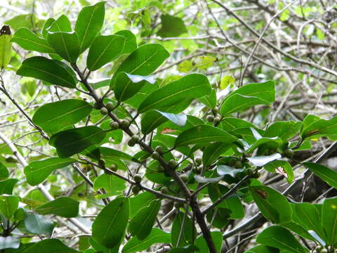 Imagem de Ficus craterostoma Warb. ex Mildbr. & Burr.