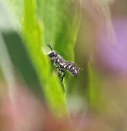 Imagem de Megachile angelarum Cockerell 1902