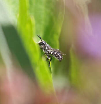 Image of Megachile angelarum Cockerell 1902