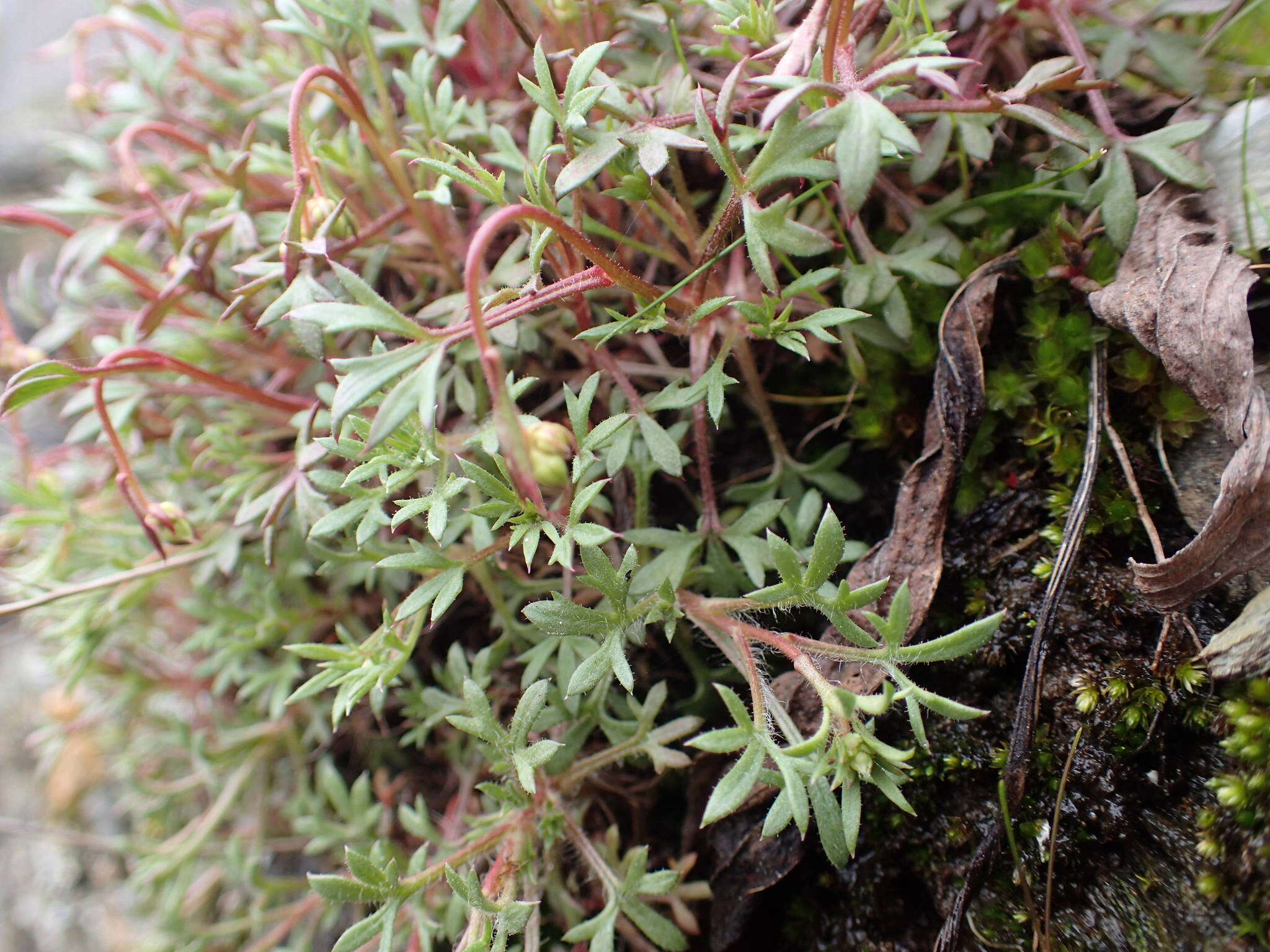 Sivun Saxifraga pedemontana subsp. prostii (Sternb.) D. A. Webb kuva