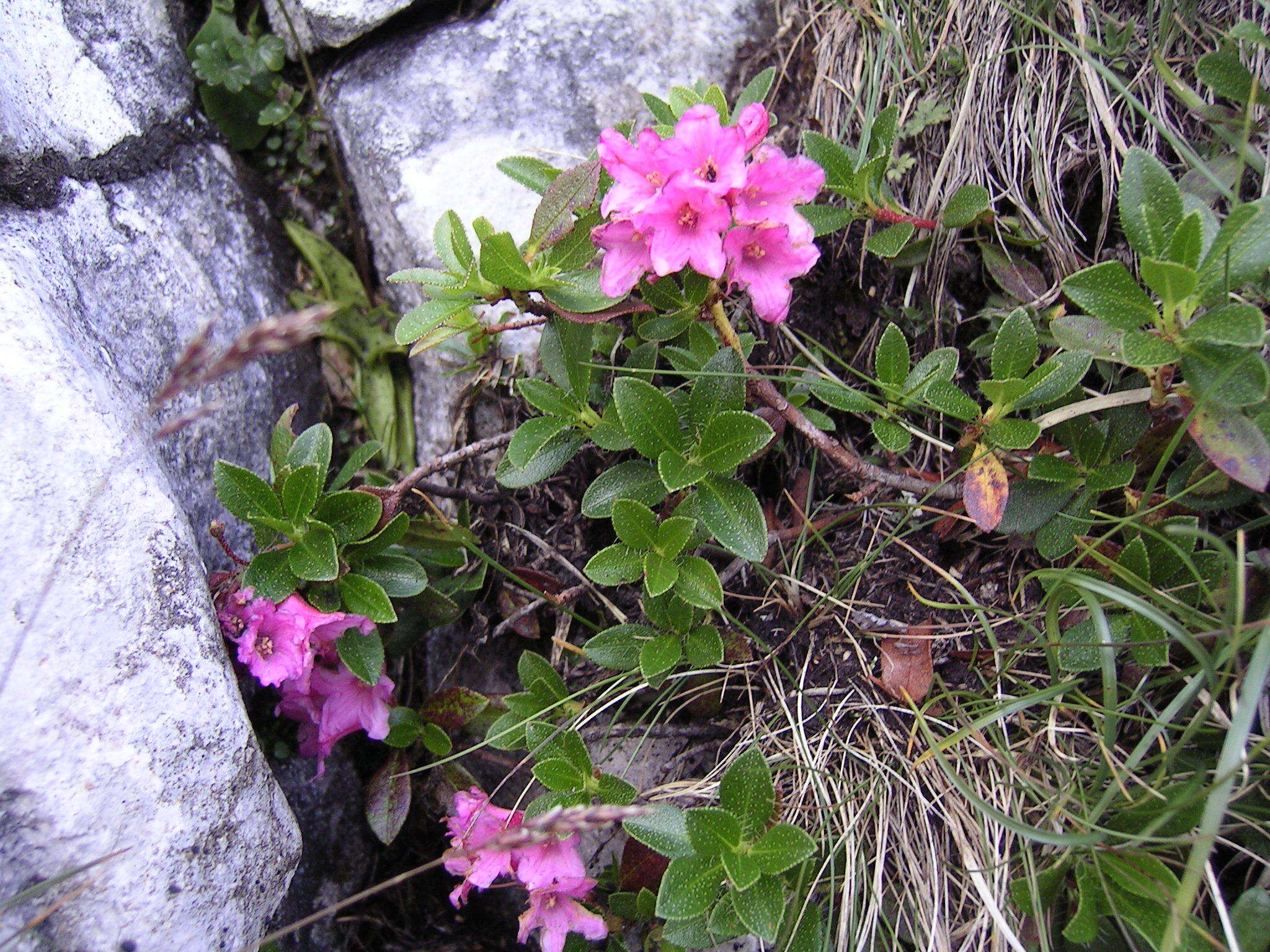 Image of Hairy Alpenrose