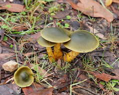 Image of Cortinarius austrovenetus Cleland 1928