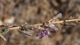 صورة Stephanomeria virgata subsp. pleurocarpa (Greene) Gottlieb