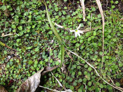 Imagem de Lobelia angulata G. Forst.