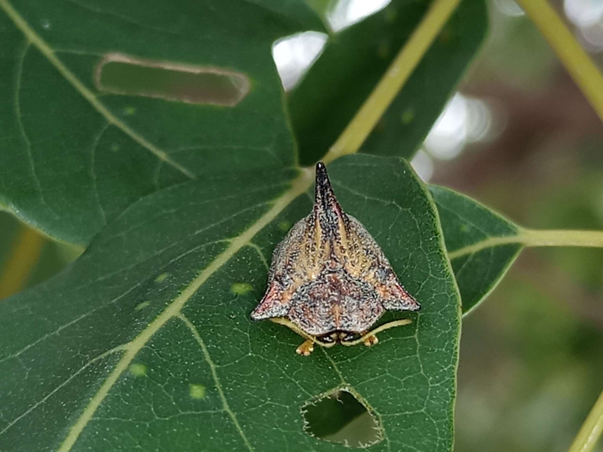 Image of Dorynota (Dorynota) cornigera (Boheman 1854)