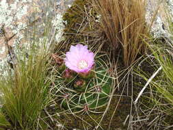 Image of Gymnocalycium monvillei subsp. monvillei