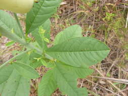 Image of showy crotalaria