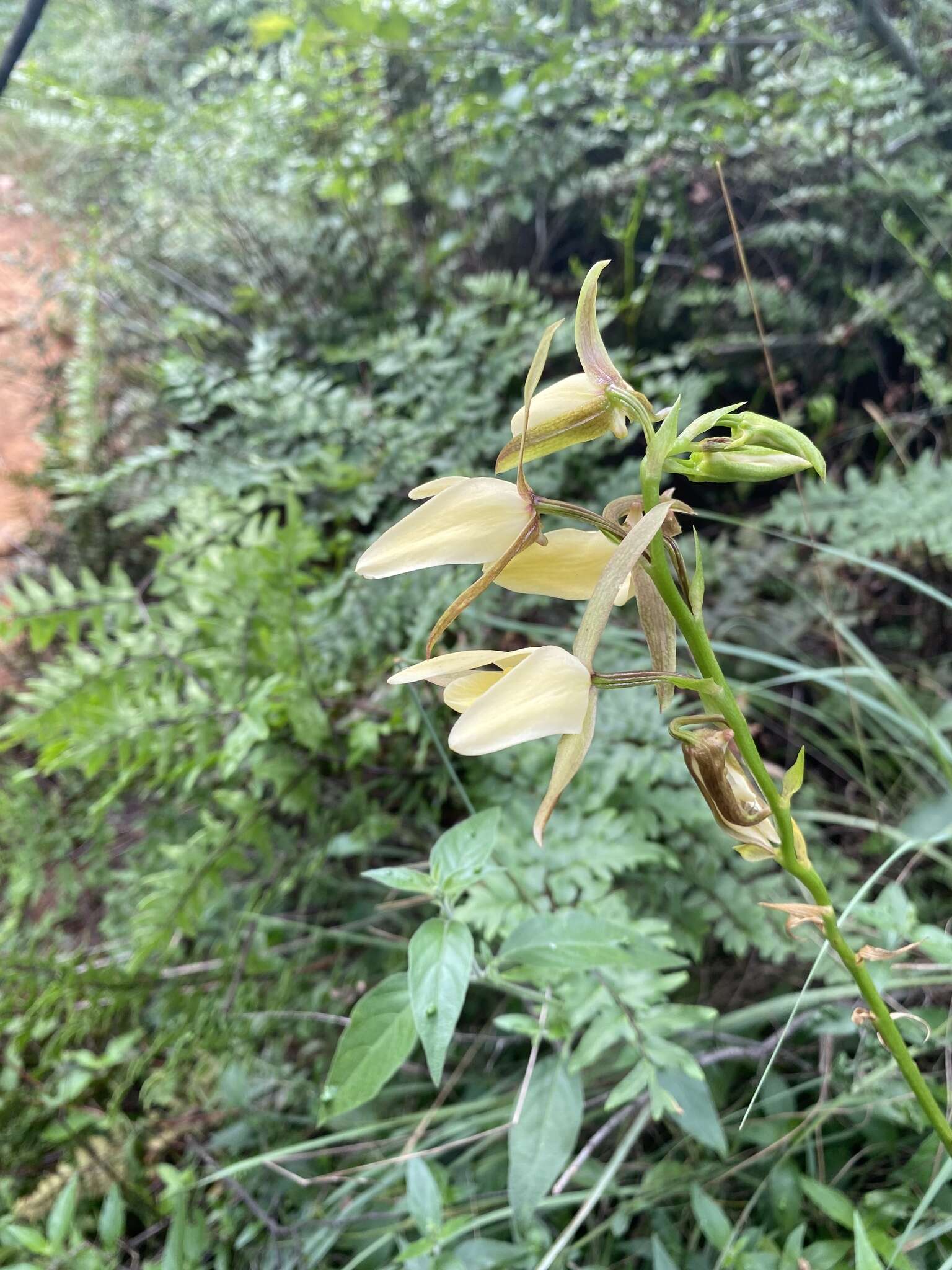 Sivun Eulophia ovalis var. bainesii (Rolfe) P. J. Cribb & la Croix kuva