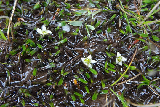 Image of Liparophyllum gunnii Hook. fil.