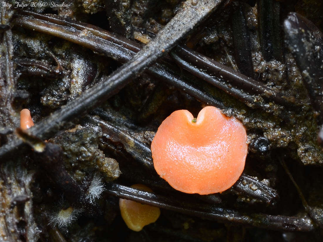 Sivun Pulvinula convexella (P. Karst.) Pfister 1976 kuva