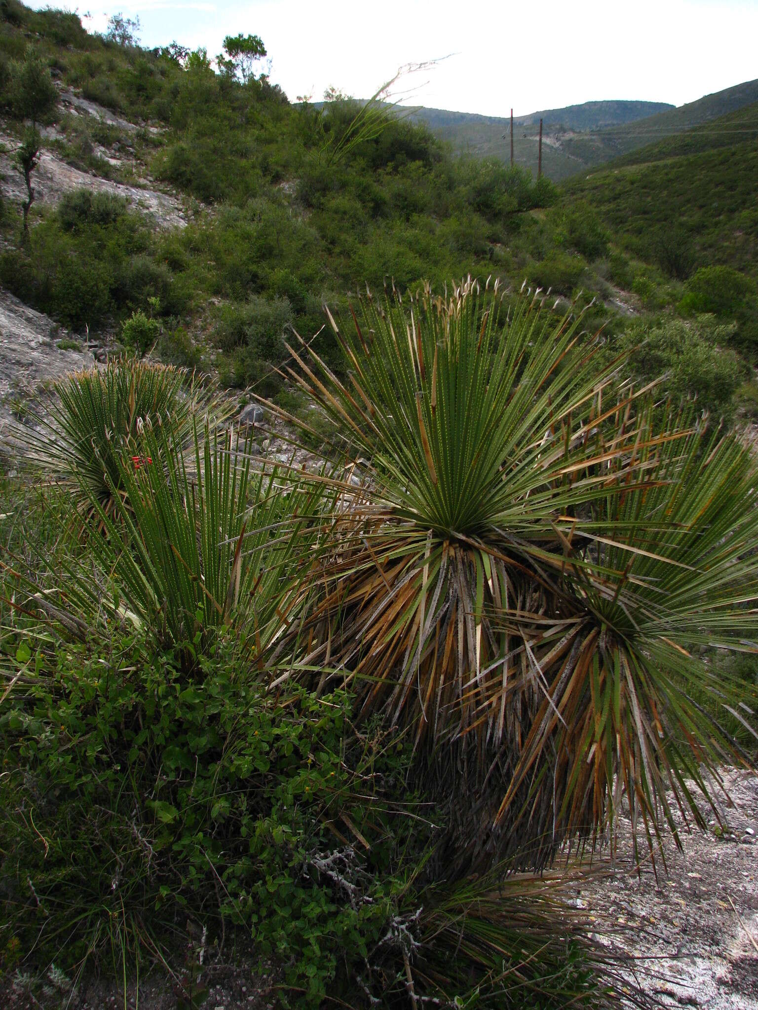 Image of Dasylirion acrotrichum (Schiede) Zucc.