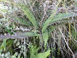 Image of Glossy Deer Fern