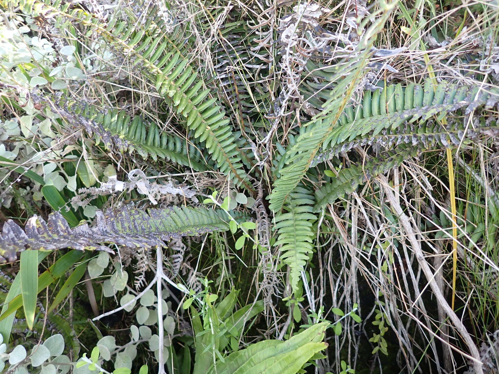 Image of Glossy Deer Fern