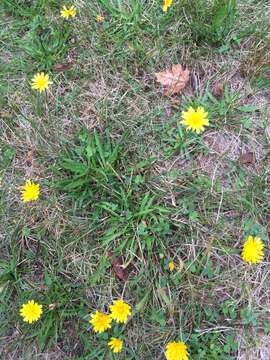 Image of August-Flower