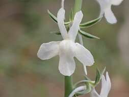 Image de Linaria chalepensis (L.) Mill.