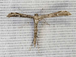 Image of Ragweed Plume Moth