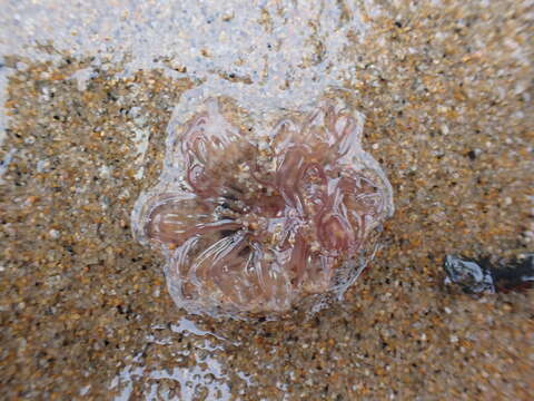 Image of giant burrowing anemone