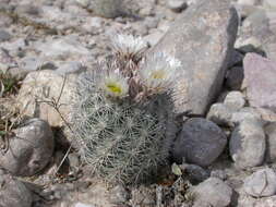 Plancia ëd Sclerocactus warnockii (L. D. Benson) N. P. Taylor