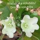 صورة Vallaris solanacea (Roth) Kuntze