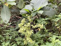 Image of Trichodesma calycosum var. formosanum (Matsum.) I. M. Johnst.