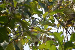 Image of Large Cuckoo-shrike