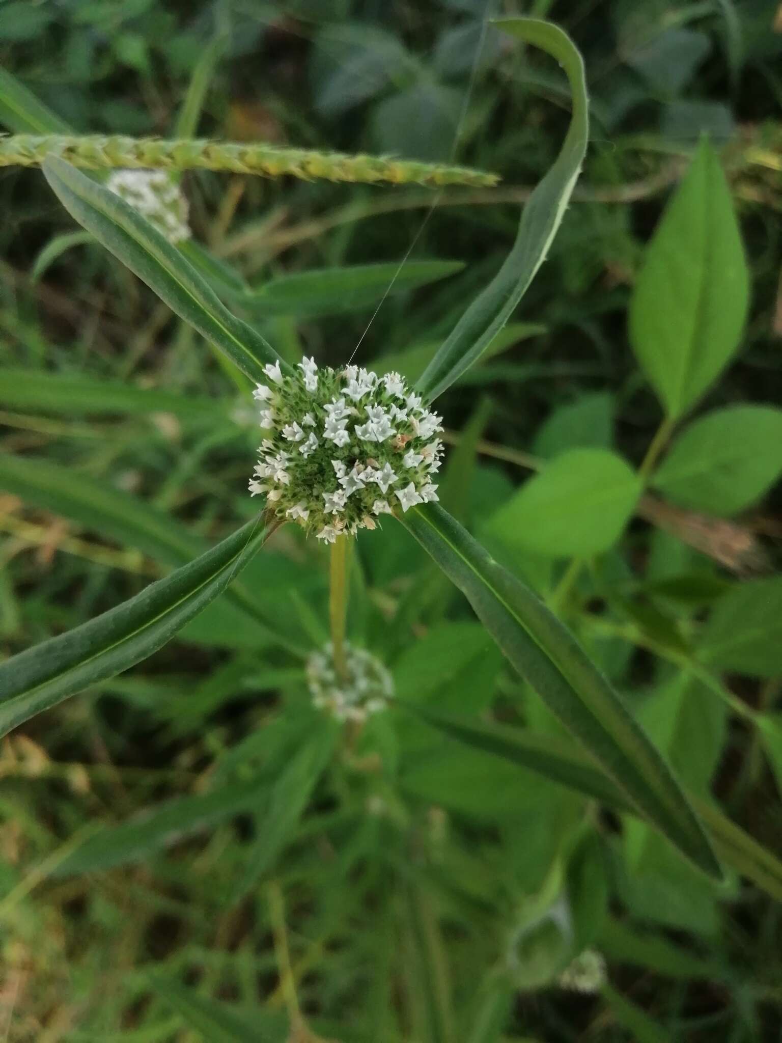 Imagem de Spermacoce densiflora (DC.) Alain