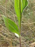 Image of coneflower