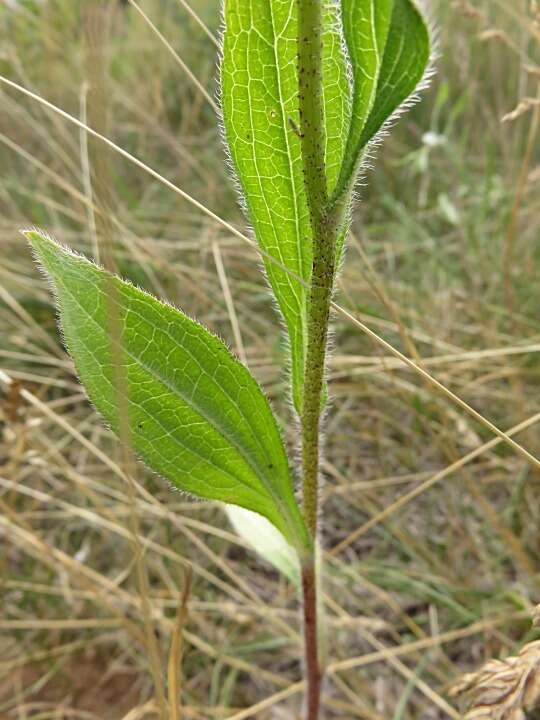 Image of coneflower