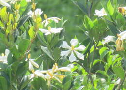 Image of Cape jasmine