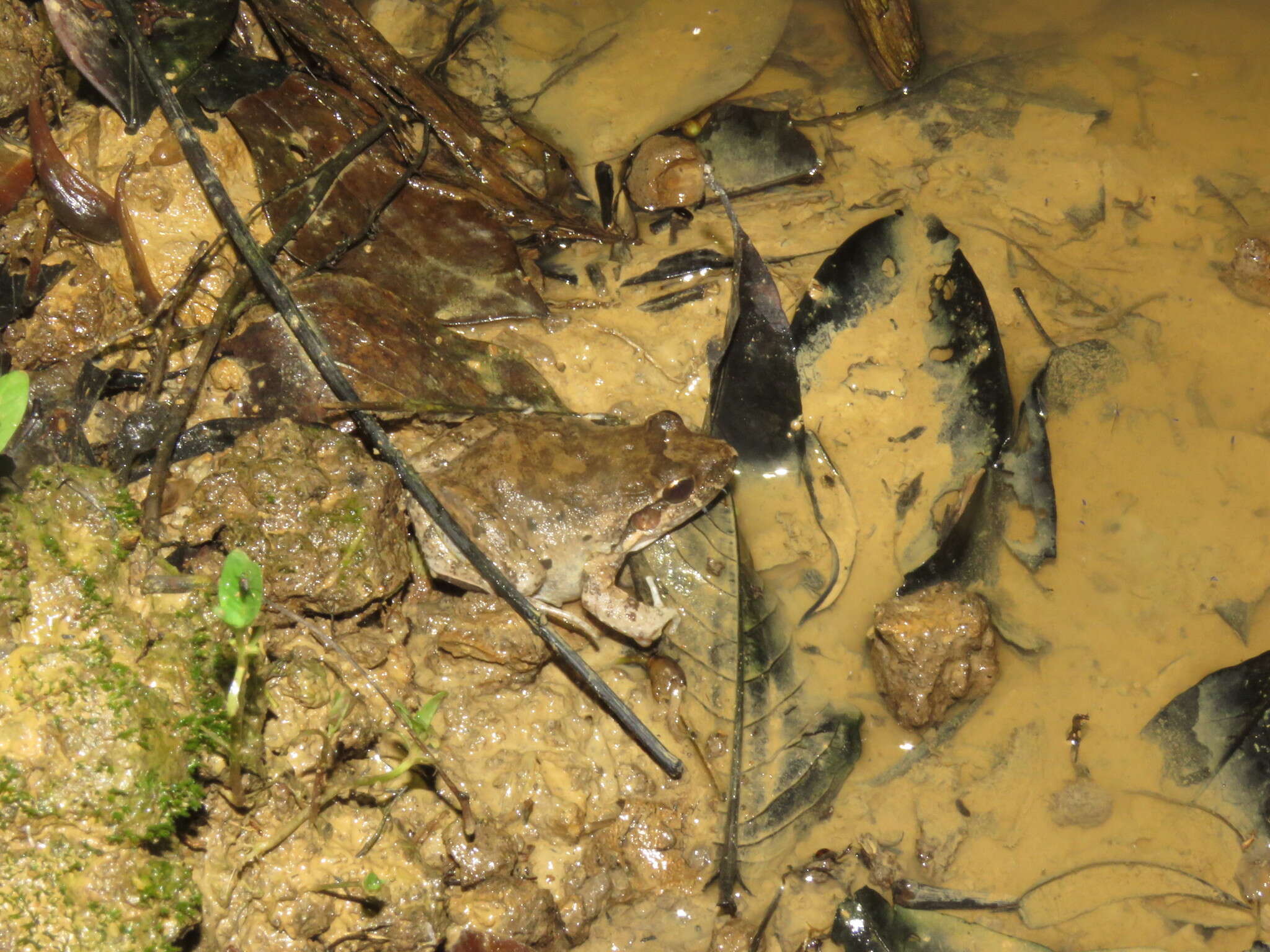 Image of Leptodactylus podicipinus (Cope 1862)