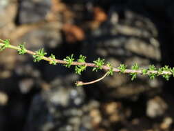 Image de Jamesbrittenia atropurpurea subsp. atropurpurea