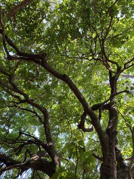 Image of Coccoloba barbadensis Jacq.