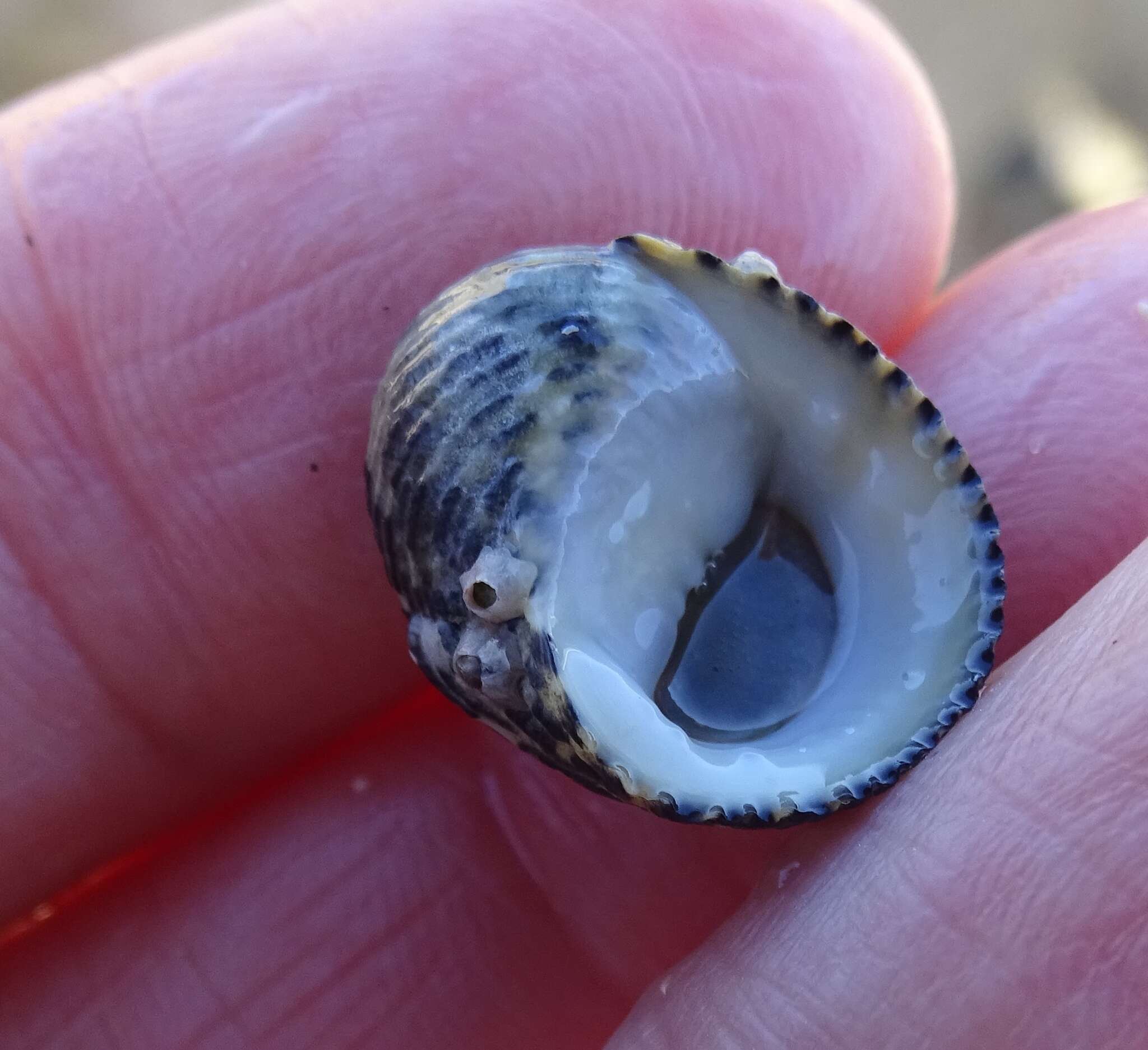 Image of checkered nerite