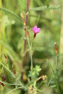 Image of Dianthus deltoides subsp. deltoides