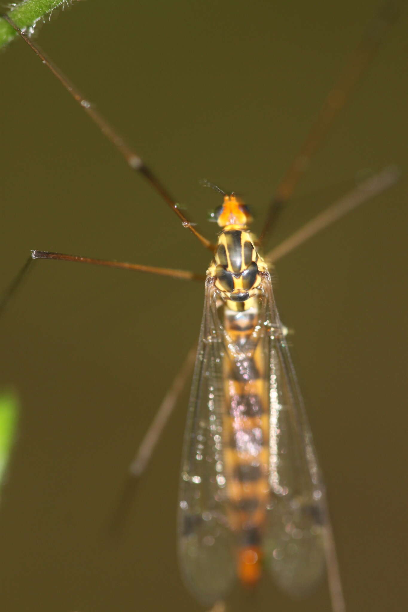 Sivun Nephrotoma flavipalpis (Meigen 1830) kuva