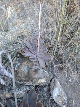 Imagem de Echeveria lyonsii Kimnach